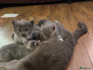 British Shorthair cats - Advert 33