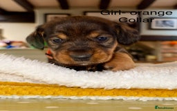 Dachshund dogs for sale: Wirehaired Dachshund - Image 10