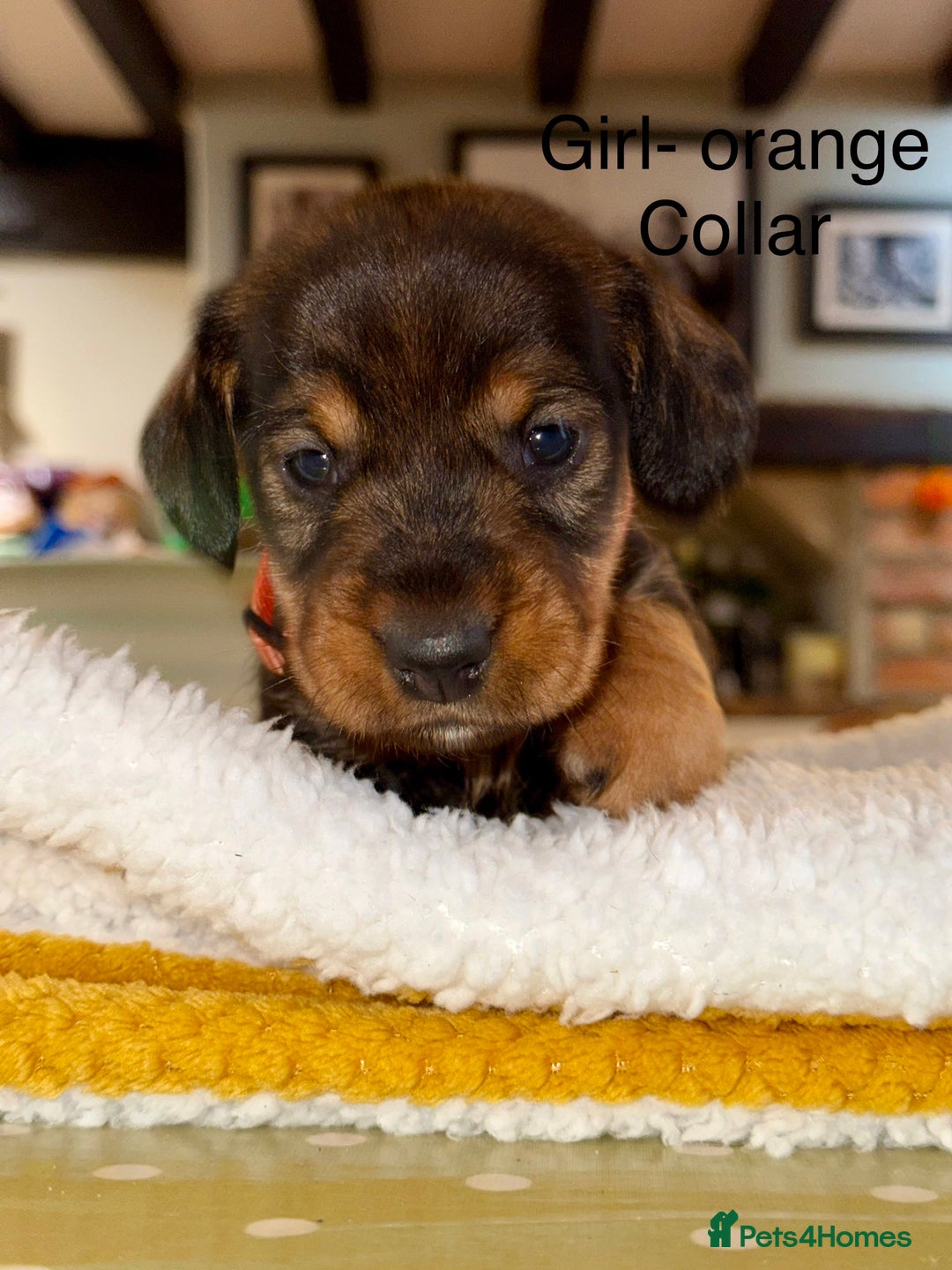 Dachshund dogs for sale: Wirehaired Dachshund - Image 10