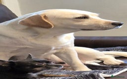 Labrador Retriever dogs for sale: Chunky Yellow puppies arrived 29th October. - Image 6