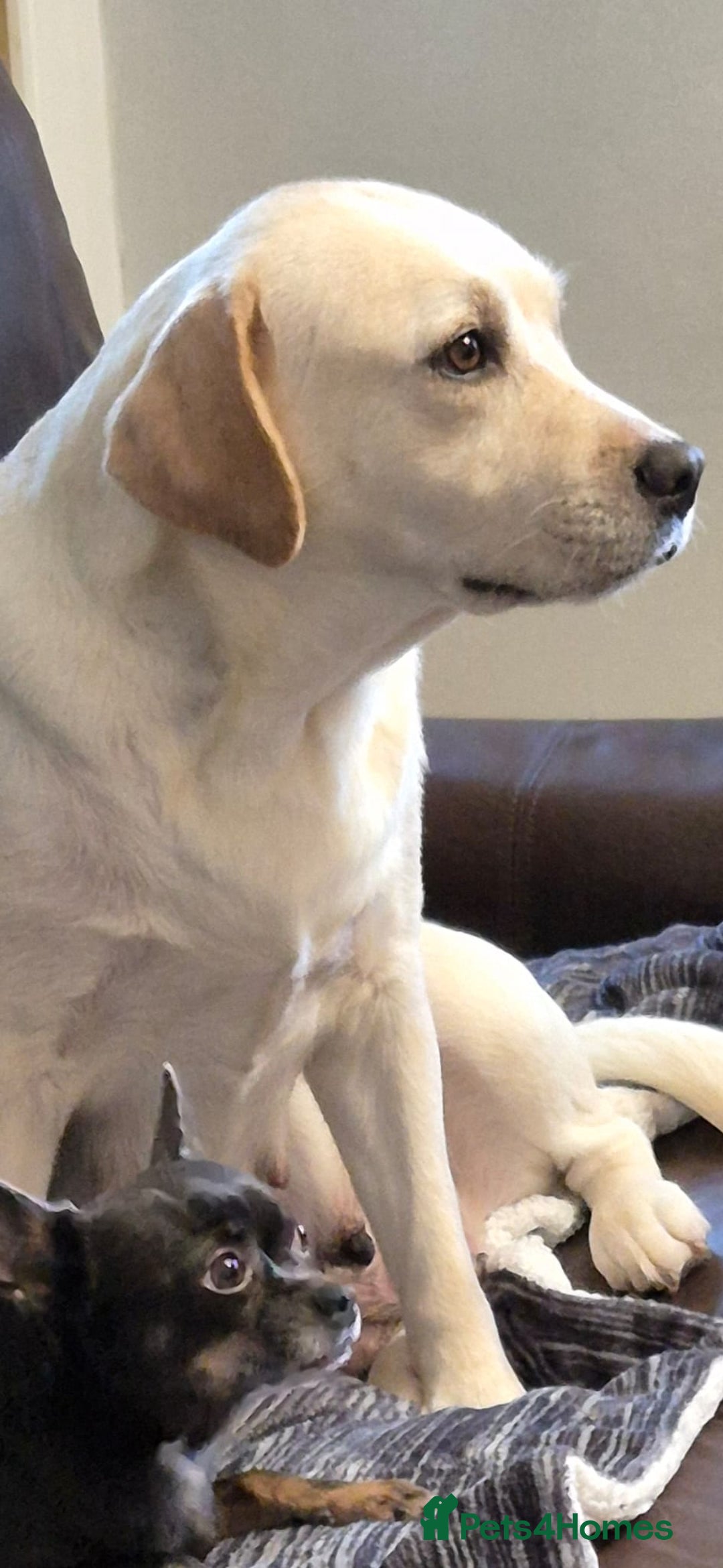 Labrador Retriever dogs for sale: Chunky Yellow puppies arrived 29th October. - Image 6