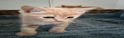 Ragdoll cats for sale: Ginger ragdoll x calm affectionate boy kitten  - Advert 3
