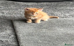 Maine Coon cats for sale: 1 boy is now available and 2 cream girls   - Image 30