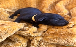 Bernedoodle dogs for sale: F1B Bernedoodle Puppies - Image 10
