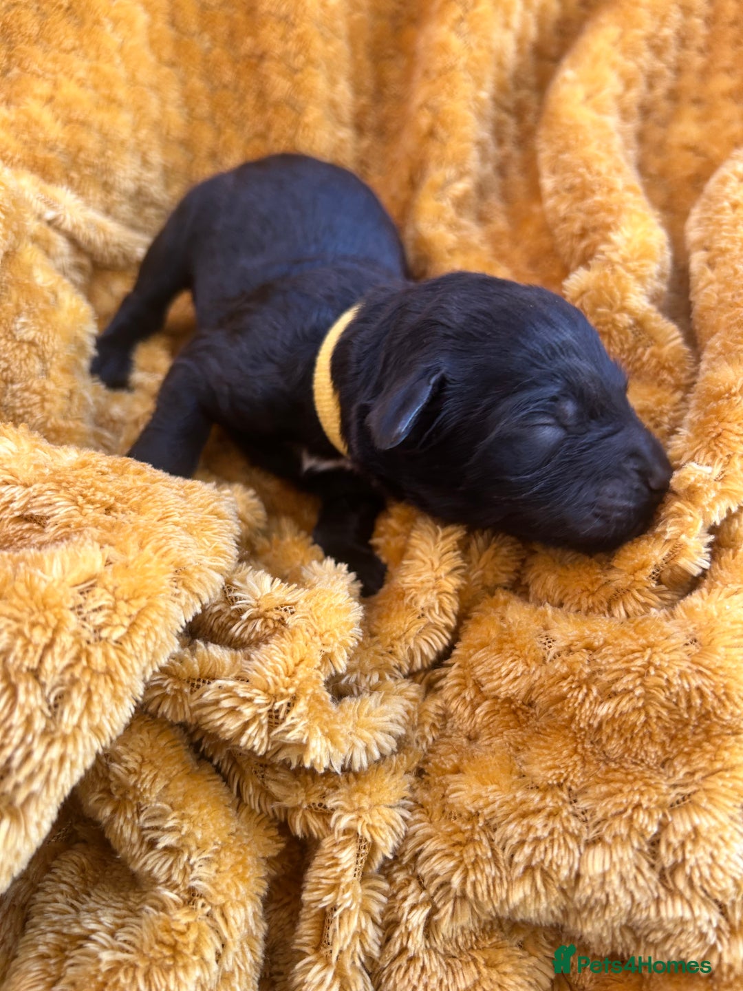 Bernedoodle dogs for sale: F1B Bernedoodle Puppies - Image 10