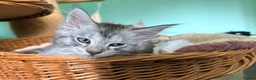 Maine Coon cats for sale: READY NOW. Tica registered mainecoon kittens - Advert 13