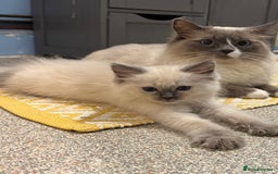 Ragdoll cats for sale: I've got some adorable Ragdoll kittens 😻🥰🐾 - Image 4