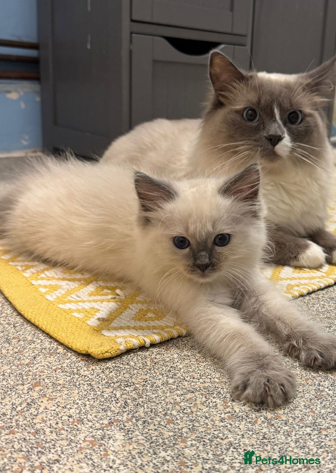 Ragdoll cats for sale: I've got some adorable Ragdoll kittens 😻🥰🐾 - Image 4