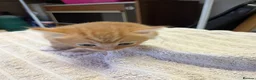 Mixed Breed cats for sale: 4 beautiful kittens for sale  - Advert 8