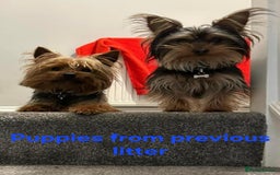 Yorkshire Terrier dogs for sale: YORKSHIRE TERRIER PUPPIES with OWN VET HEALTH CERT - Image 28