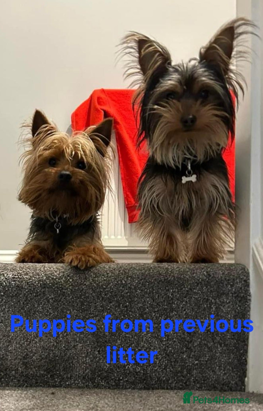 Yorkshire Terrier dogs for sale: YORKSHIRE TERRIER PUPPIES with OWN VET HEALTH CERT - Image 28