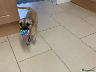 Chihuahua dogs chihuahua puppy - Advert 2