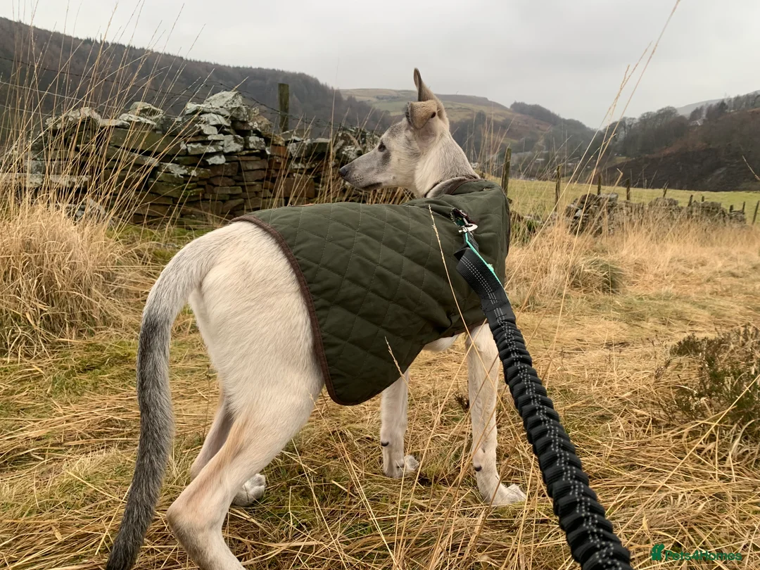 Mixed Breed dogs for sale: Deerhound/Greyhound X Shepherd in Todmorden - Advert 2