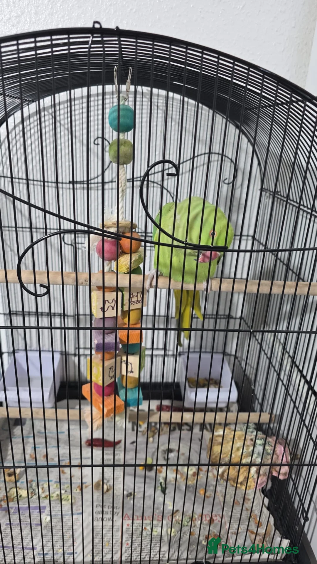Parrots birds for sale: Indian ring neck in London - Advert 2