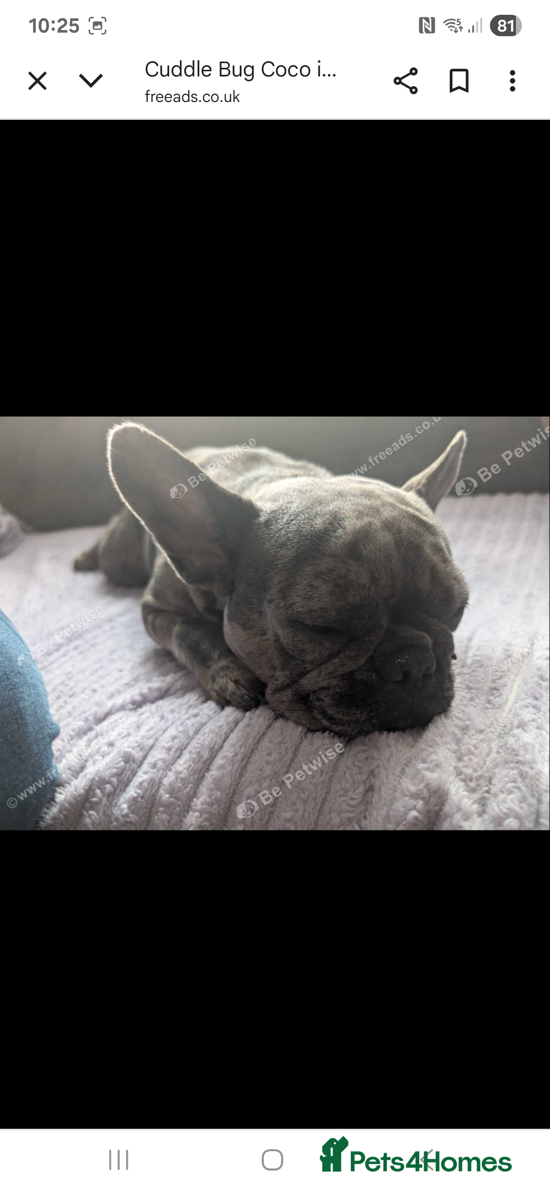 French Bulldog dogs for sale: Cuddle bug Coco - Image 6
