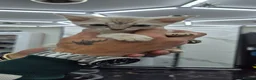Bengal cats for sale: Bengal kittens lovely colours in Spalding - Advert 7