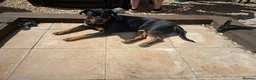 Mixed Breed dogs for sale: Lab X rottie pups  in Bristol - Advert 9