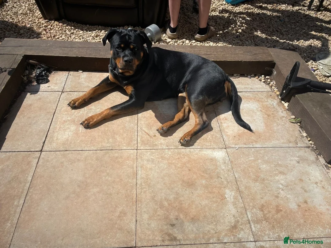 Mixed Breed dogs for sale: Lab X rottie pups  in Bristol - Advert 9