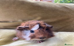 Guinea Pig rodents for sale: Two beautiful little brothers Brighton - Image 8
