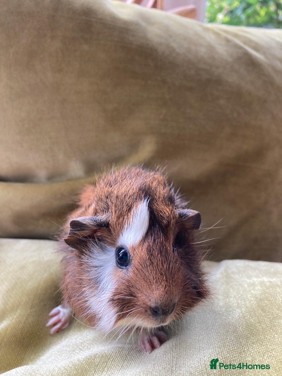Guinea Pig rodents for sale: Two beautiful little brothers Brighton - Image 8