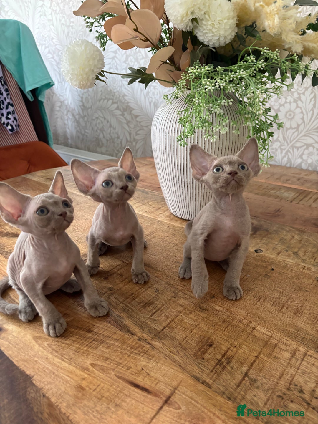 Devon Rex cats for sale: TICA Registered- Lilac Devon Rex Kittens - Image 38