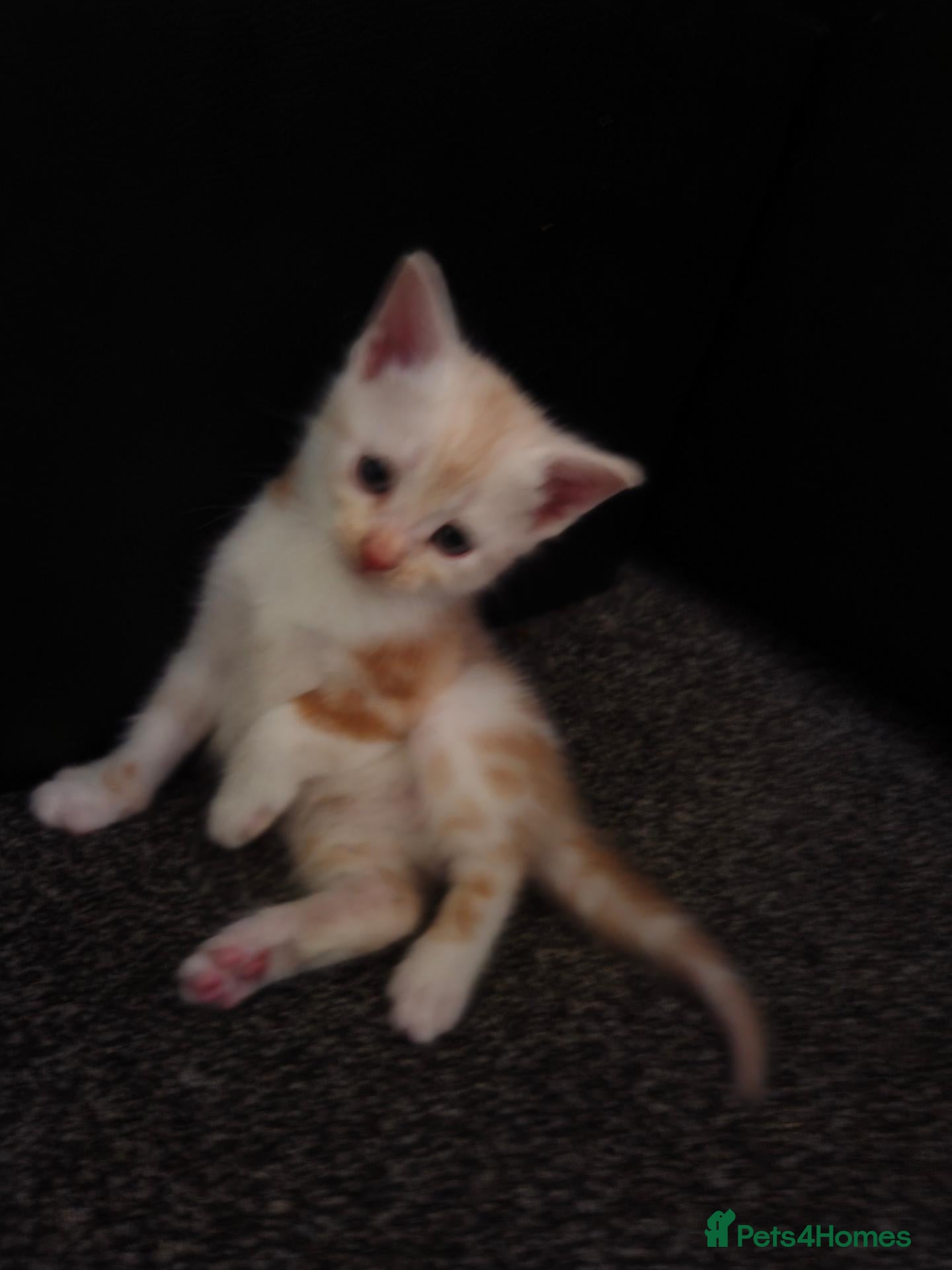British Shorthair cats Confident kitten last boy left, ginger & white - Advert 11