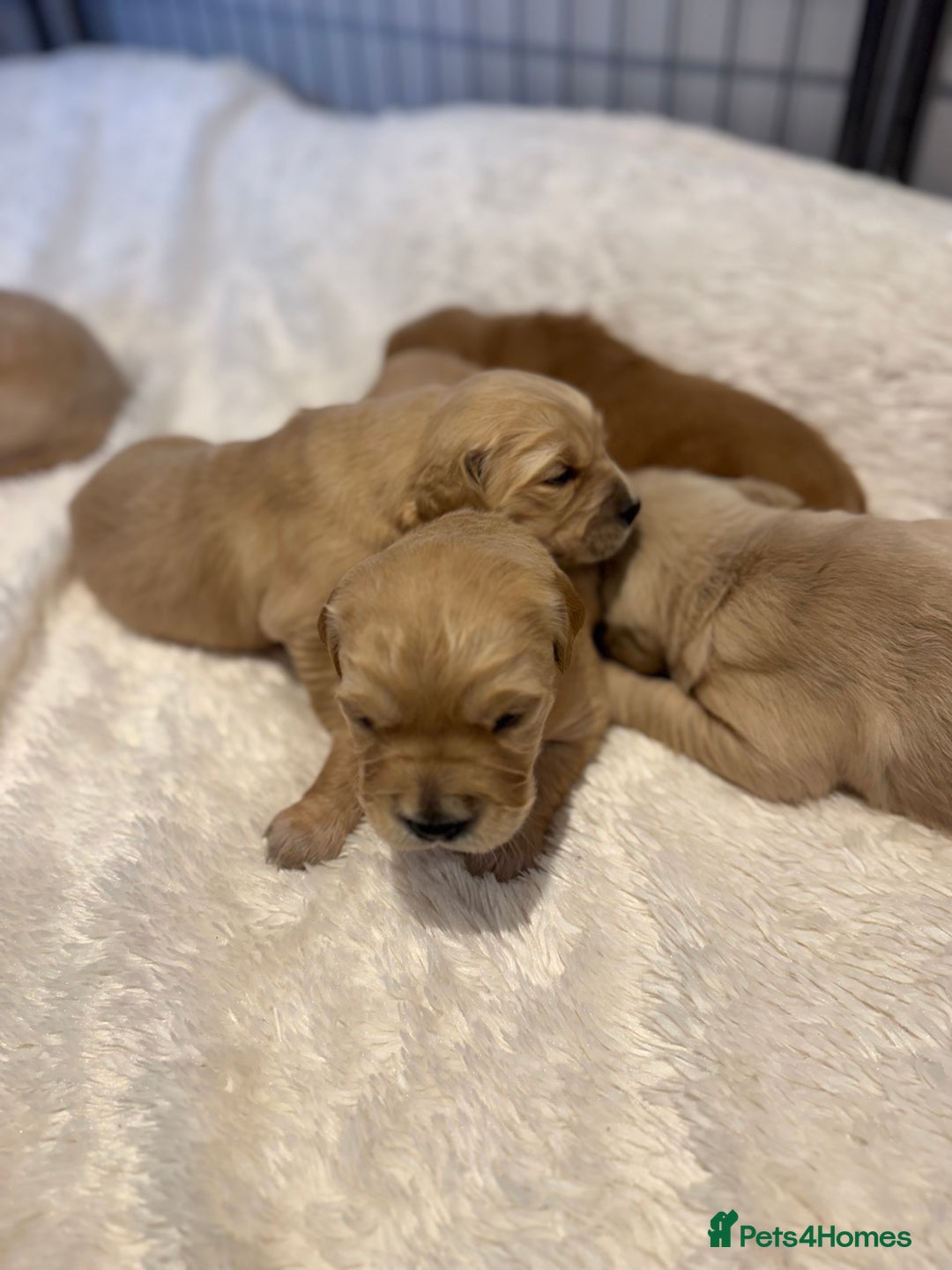 Golden Retriever dogs for sale: Gorgeous KC Golden retrievers  - Advert 16