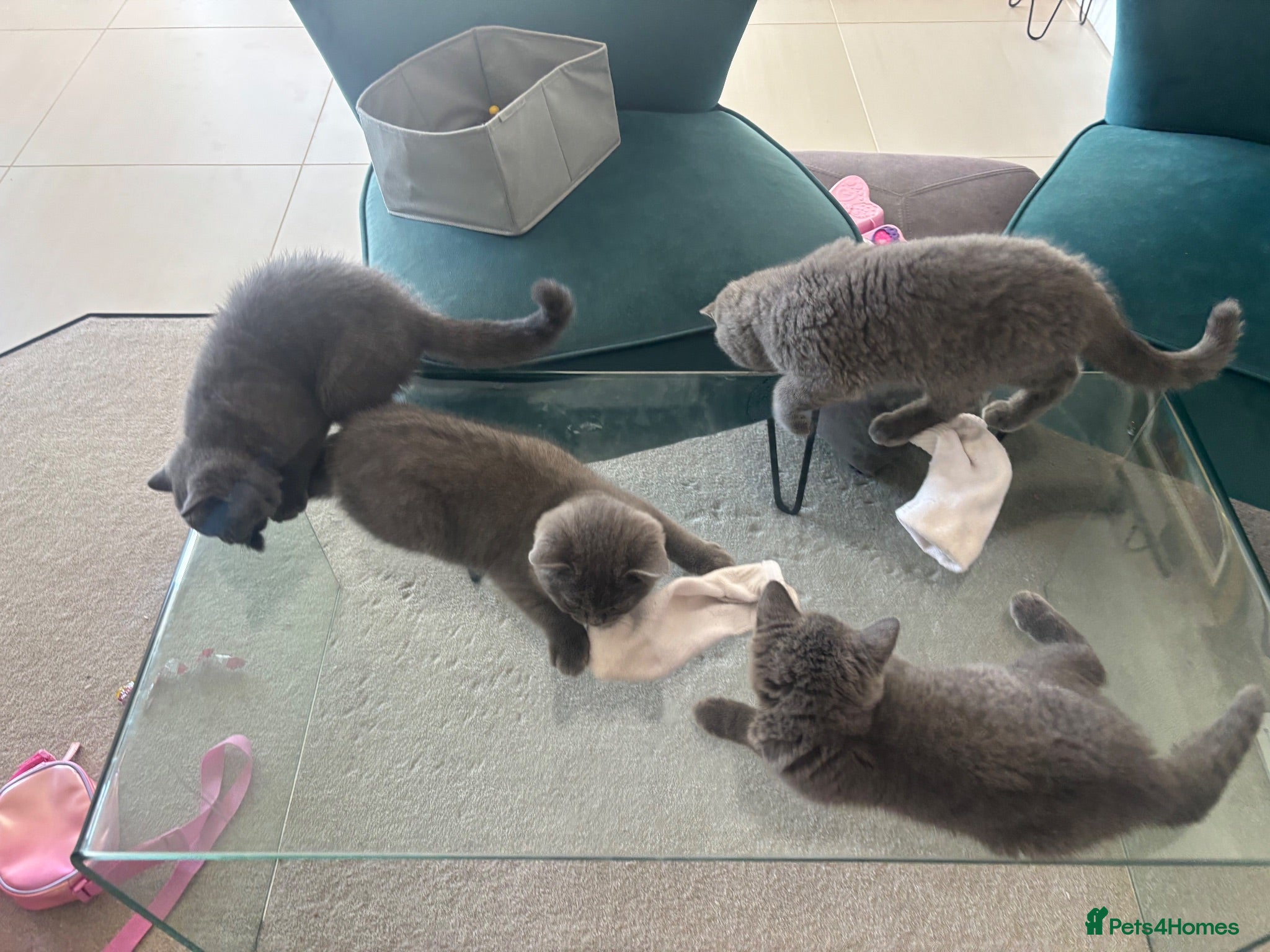 British Shorthair cats AVAILABLE NOW: British Shorthair Kittens Berkshire - Advert 2