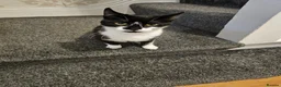 Mixed Breed cats for sale: £25 - Beautiful Cat, Lovely Temperment - Advert 8