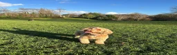 Cockapoo dogs for sale: Coco and willow in Bristol - Advert 2