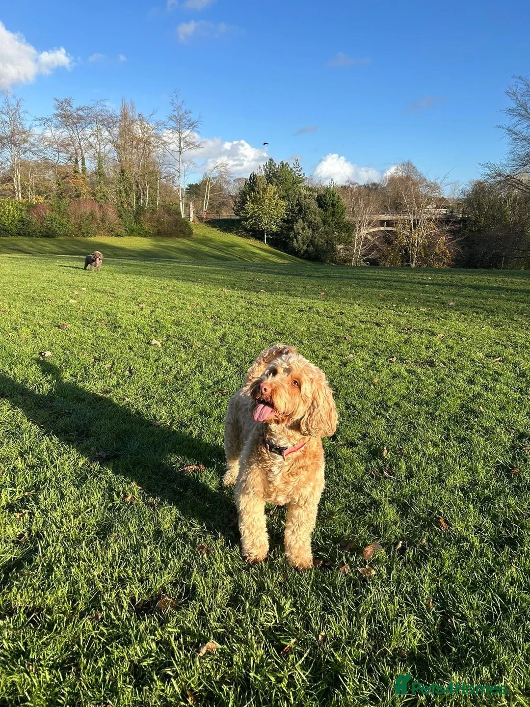 Cockapoo dogs for sale: Coco and willow in Bristol - Advert 2