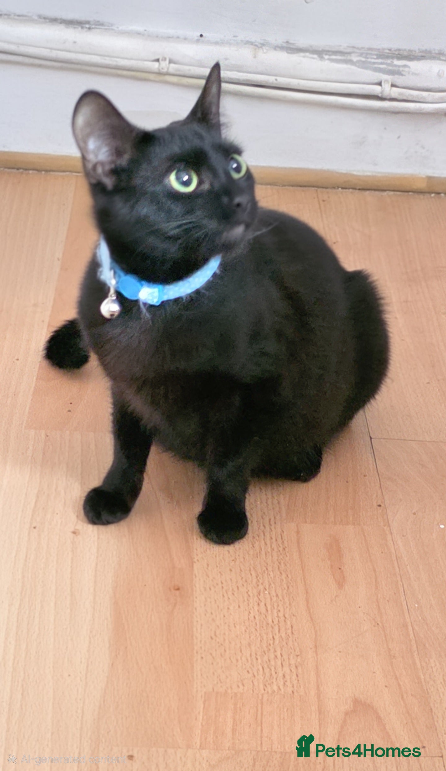 Mixed Breed cats Kittens ready 19th February  - Advert 2