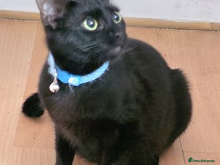 Mixed Breed cats Kittens ready 19th February - Advert 2