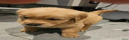 Golden Retriever dogs for sale: Golden retriever champion bloodline puppies. - Advert 12