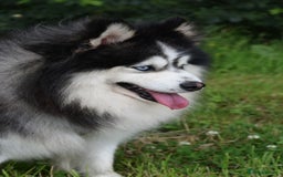 Pomsky dogs for stud: American Import blue eyed F3 Pomsky Bb/Dd in Ammanford - Image 8