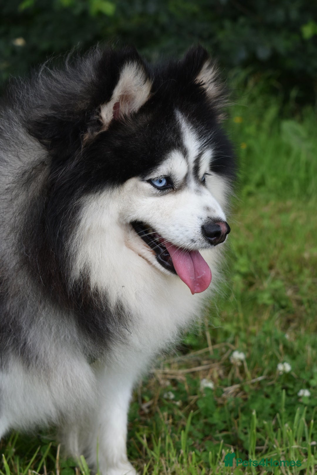 Pomsky dogs for stud: American Import blue eyed F3 Pomsky Bb/Dd in Ammanford - Image 8