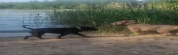 Bull Terrier dogs for sale: AMERICAN POCKET BULLY - Advert 3