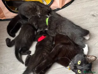Mixed Breed cats Kittens - Advert 1