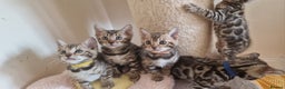 Bengal cats for sale: Beautiful kittens 🥰 - Advert 16