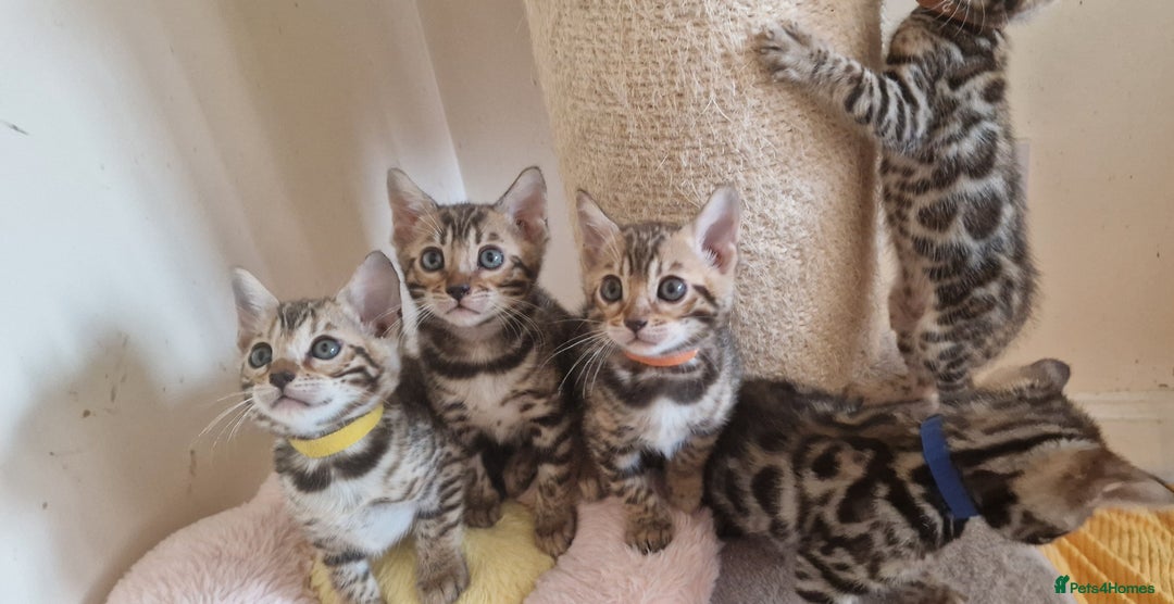 Bengal cats for sale: Beautiful kittens 🥰 - Advert 16
