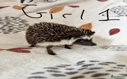 Pygmy Hedgehog rodents for sale: 3 African Pygmy hedgehogs for sale - Image 1