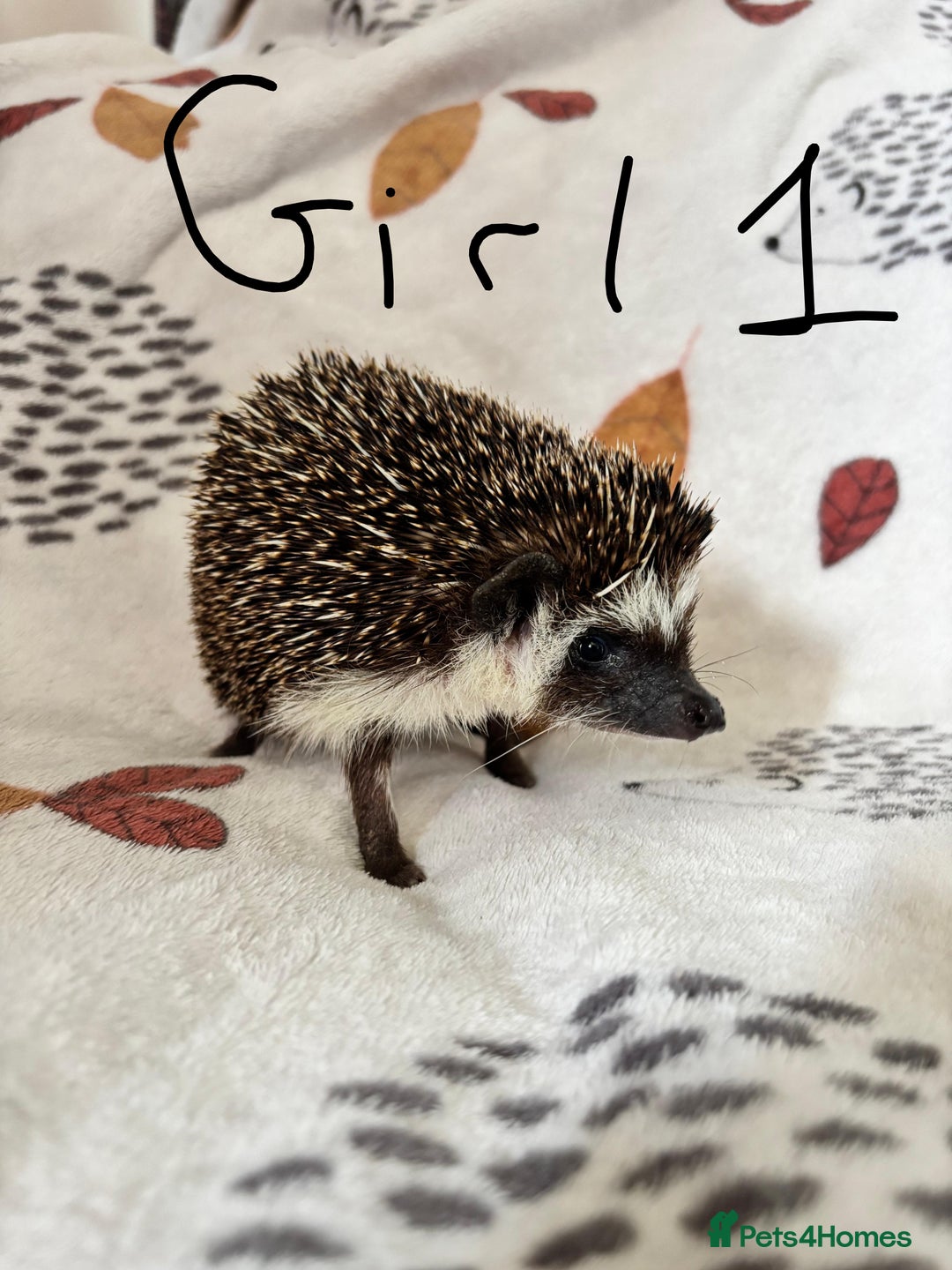 Pygmy Hedgehog rodents for sale: 3 African Pygmy hedgehogs for sale - Image 1