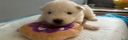 Samoyed dogs for sale: 5 stunning Samoyed in Warrington - Advert 8