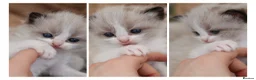 Ragdoll cats for sale: Tica Registered 💎 Ragdoll Kittens - Advert 8