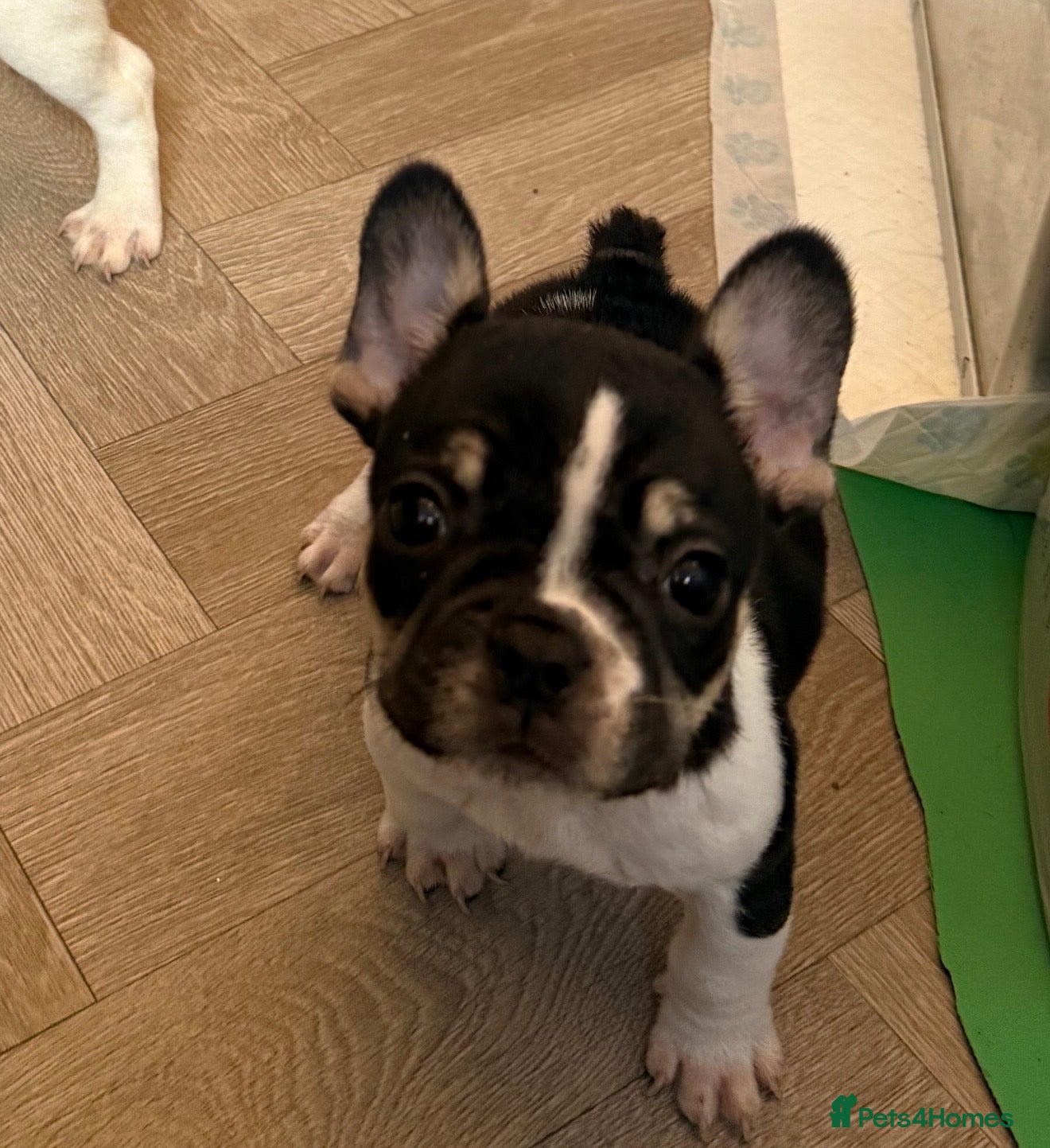 French Bulldog dogs Last remaining Frenchie boy READY TO LEAVE - Advert 18