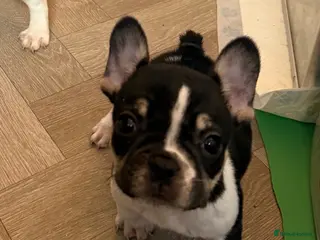 French Bulldog dogs Last remaining Frenchie boy READY TO LEAVE - Advert 18