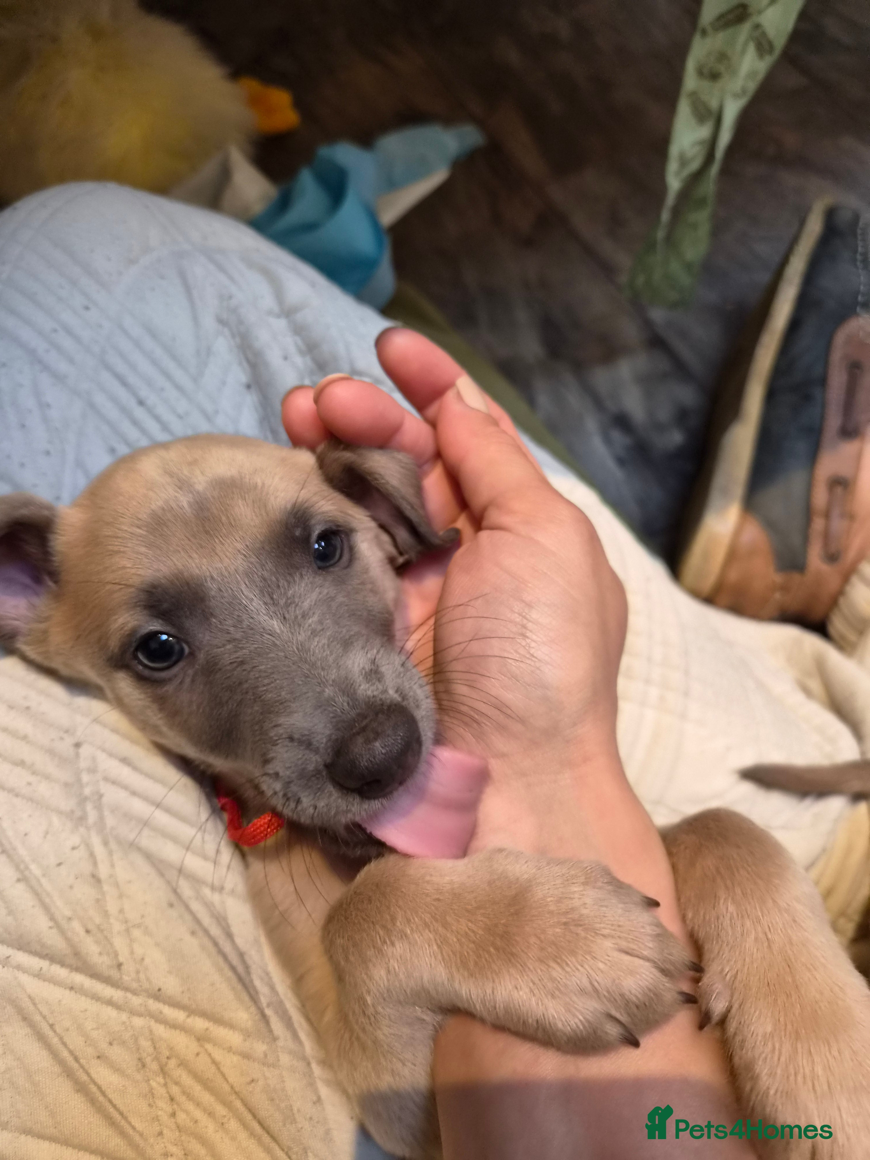 Whippet dogs Fawn Whippet puppys - Advert 2