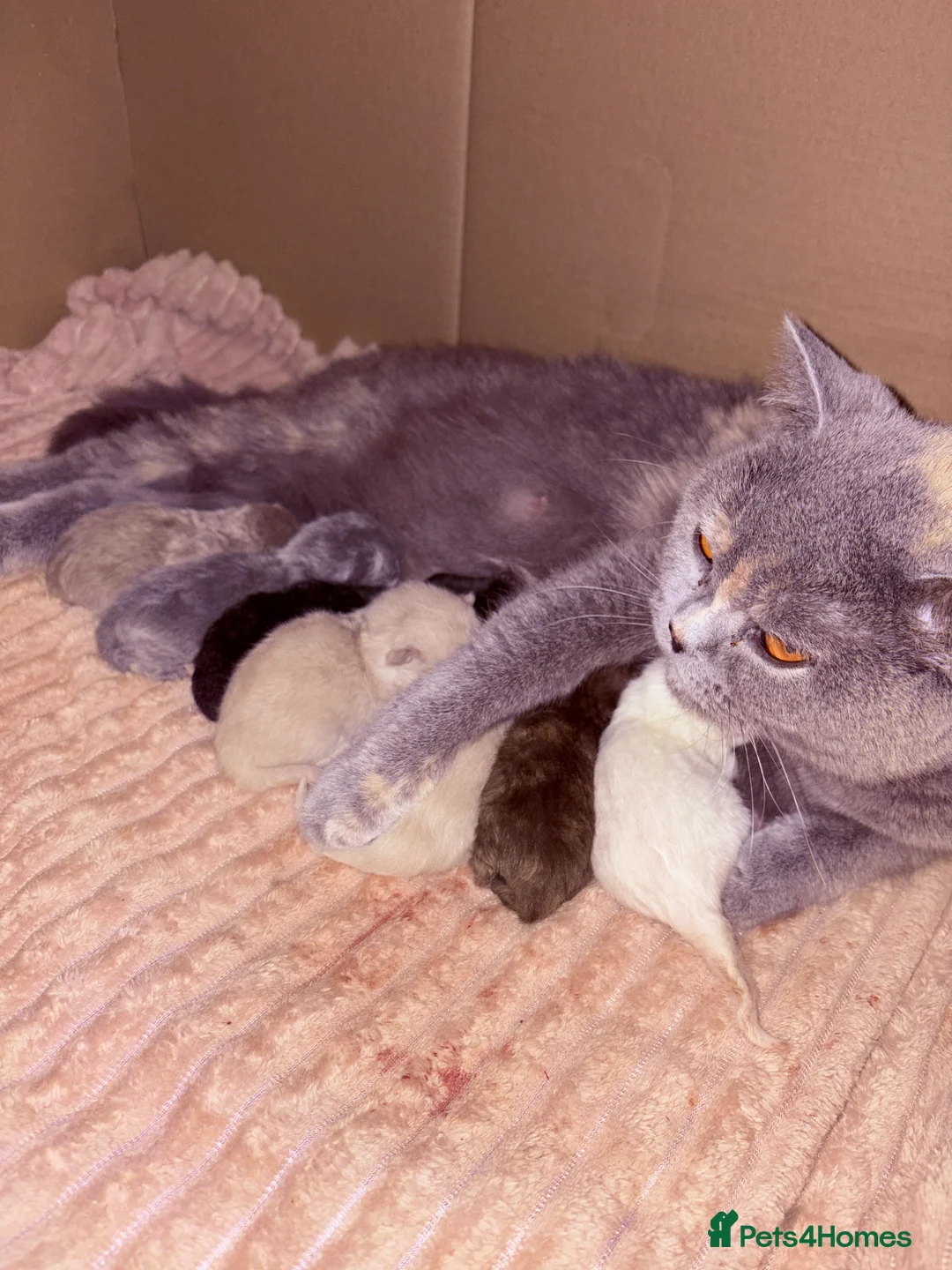 British Shorthair cats for sale: Stunning BSH Colourpoint Kitten GCCF Registered - Advert 2