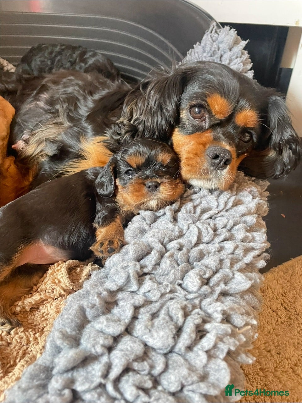 Cavalier King Charles Spaniel dogs King Charles cavalier babies  - Advert 2