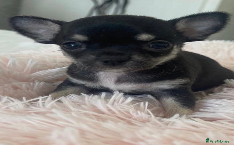 Chihuahua dogs - Advert 2